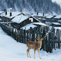 Free online html5 games - North Pole Forest Escape game 