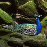 Free online html5 games - Big Wild Escape Bigescapegames game 