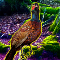 Free online html5 games - Big Pheasant Forest Escape game 