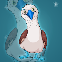 Free online html5 games - FG Blue Footed Booby Escape game 