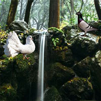 Free online html5 games - Games2rule Pigeon River Forest Escape game 