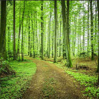 Free online html5 games - Escape Green Forest game 