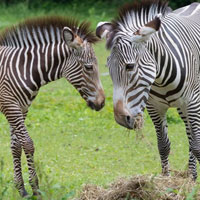 Free online html5 games - Zebra Forest Escape HTML5 game - WowEscape 