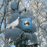 Free online html5 games - Winter Wonderland Forest Escape EscapeFan game 