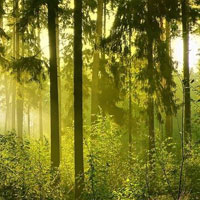 Free online html5 games - Escape From Magnificent Forest HTML5 game 