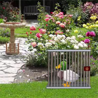 Free online html5 games - CIG Duck Escape game 