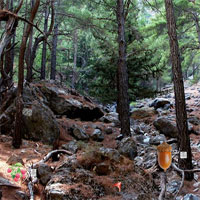 Free online html5 games - The Spring Forest game 