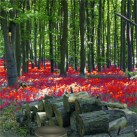 Free online html5 games - Red Flower Forest Escape game 