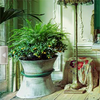 Free online html5 games - G2R Blossom Plant House Escape game 