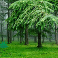 Free online html5 games - Easy Escape-Greeny Forest Hiddenogames game 
