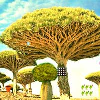 Free online html5 games - Escape Seedling Afforest AjazGames game 