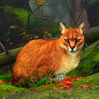 Free online html5 games - Big African Golden Cat Escape game 