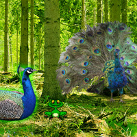 Free online html5 games - Games2rule Peafowl Forest Escape game 