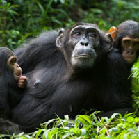 Free online html5 games - Funny Chimpanzee Jungle Escape HTML5 game 