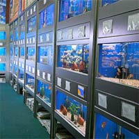 Free online html5 games - Knf Escape From a Fish Shop game 