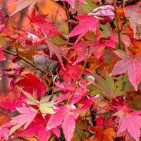 Free online html5 games - Maple Leaf Garden Escape HTML5 game - WowEscape 