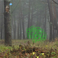 Free online html5 games - Mysterious Summer Forest Escape game 