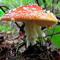 Free online html5 games - Mysterious Mushroom Forest Escape EscapeFan game 