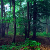 Free online html5 games - Dense Forest Couple Escape HTML5 game 