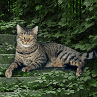 Free online html5 games - Games2rule Wildcat Forest Escape game 