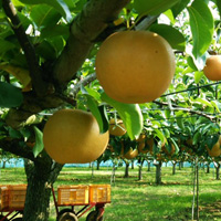 Free online html5 games - Games2rule Orange Tree Forest Escape game 