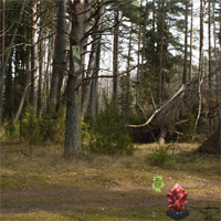 Free online html5 games - Conifereous Forest Escape game 
