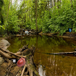 Free online html5 games - Swampy Forest Escape game 