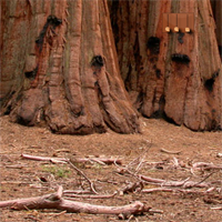Free online html5 games - Escape From Giant Sequoia National Monument game 