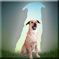 Free online html5 games - Games2Jolly Chinook Dog Escape game 