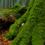 Free online html5 games - Dog Escape From Forest game 