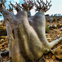 Free online html5 games - Escape From Socotra Island game 