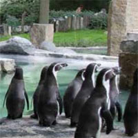 Free online html5 games - Amazing Zoo Escape  game - WowEscape 