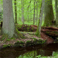 Free online html5 games - Abandoned Forest Treasure Escape game 