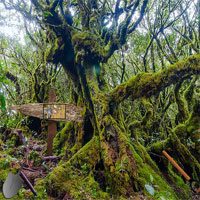 Free online html5 games - Escape Rata Forest game 