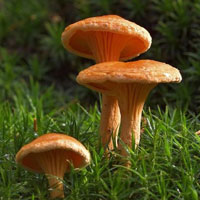 Free online html5 games - Mushroom Plant Land Escape HTML5 game 