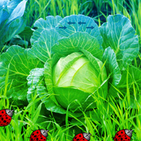 Free online html5 games - Games2rule Vegetable Forest Garden Escape game 