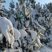 Free online html5 games - Frozen Snow Forest Escape game 