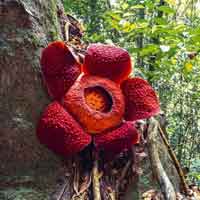 Free online html5 games - Rafflesia Flower Forest Escape HTML5 game 