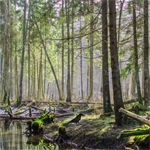 Free online html5 games - Return to Spring Forest game 