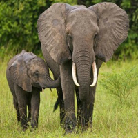Free online html5 games - Living Elephant Land Escape HTML5 game 