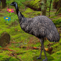 Free online html5 games - Big Emu Forest Escape game 