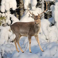 Free online html5 games - Frozen Forest Escape game - WowEscape 