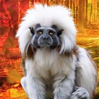 Free online html5 games - Rescue The Tamarin game 
